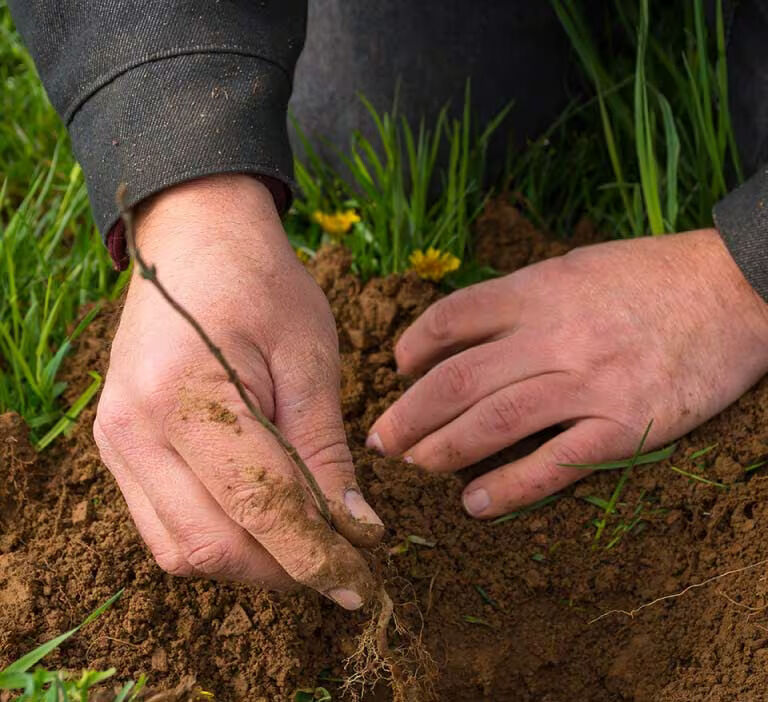 Hands in dirt planting seedling Hands in dirt planting seedling