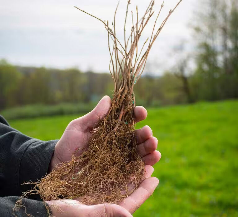 Hand holding a tree seedling Hand holding a tree seedling