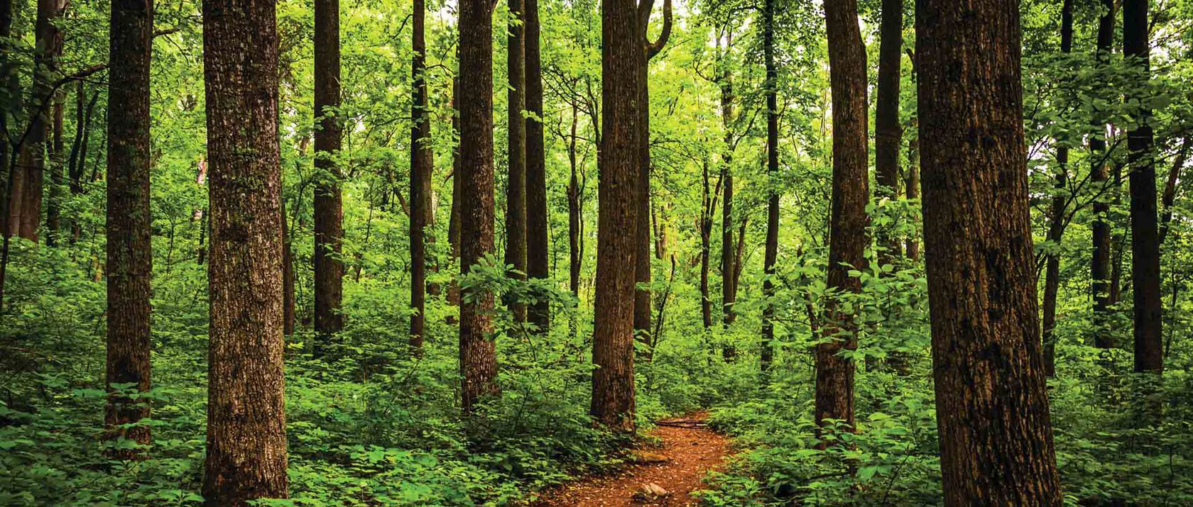 Forest trees Forest trees