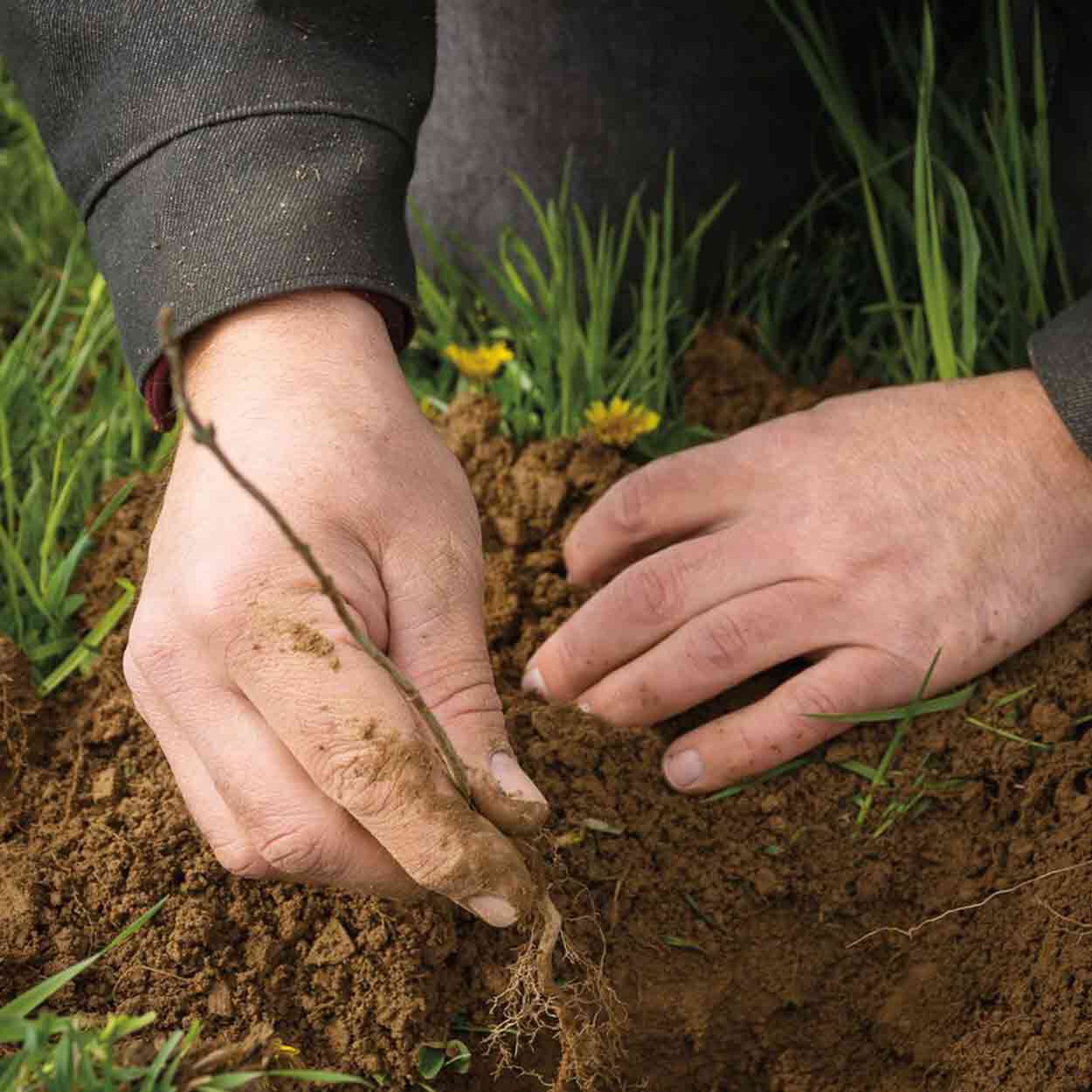 planting trees planting trees