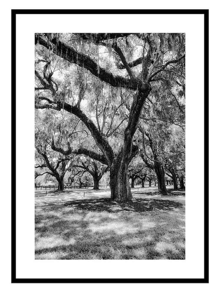 Black and white frame photo of tree Black and white frame photo of tree